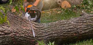 Best Tree and Shrub Care  in Penryn, CA