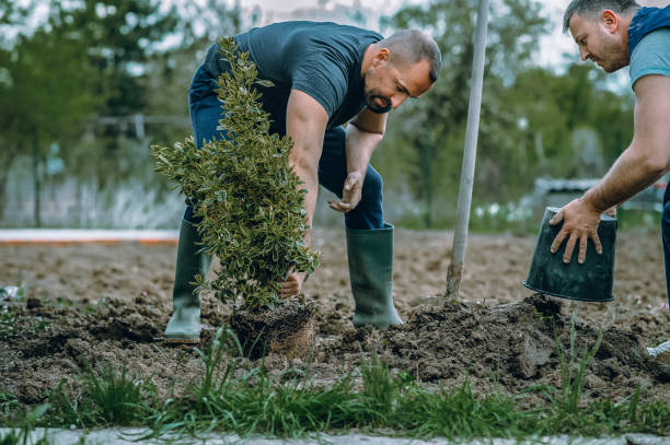 Reliable Penryn, CA Tree Care Services Solutions