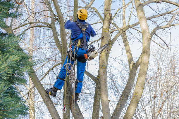 Best Tree Preservation Services  in Penryn, CA