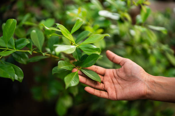 How Our Tree Care Process Works  in  Penryn, CA