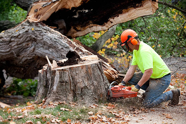 Best Tree Cabling and Bracing  in Penryn, CA