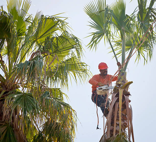 Best Storm Damage Tree Cleanup  in Penryn, CA