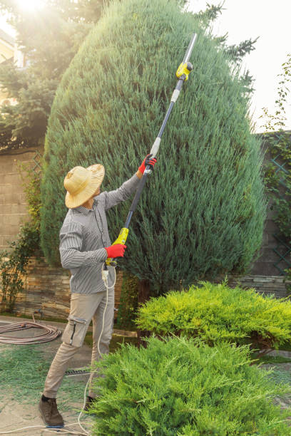 Best Emergency Tree Removal  in Penryn, CA